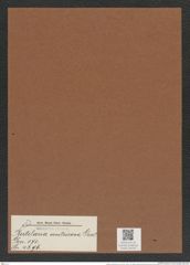 Rutilaria ventricosa Grev. (de-Toni-Nr.: Genus 170, Species 4296) Zeichnungen Sammlung Grunow Mappe 04274 (Herbarium_W_Grunow_drawings_Folder_04274)